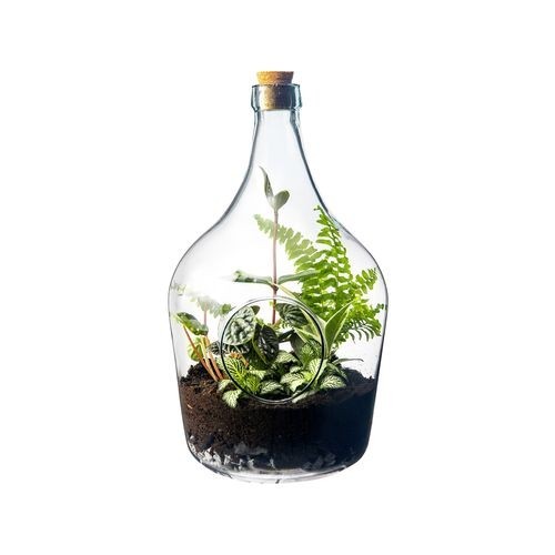 Terrario bottle garden holed - bottle,