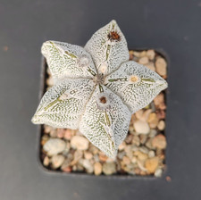 Astrophytum myriostigma cv