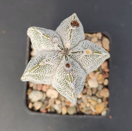 Astrophytum myriostigma - , cv