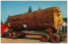 Tronco di abete gigante delle