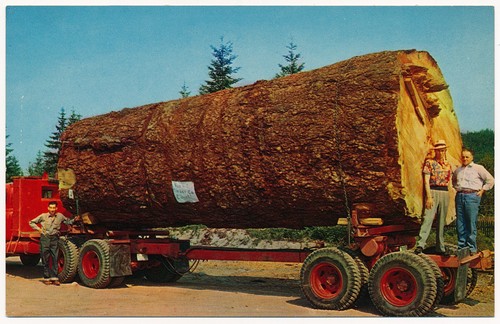 Tronco abete gigante - di,