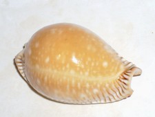 Cypraea guttata amazing - cypraea,