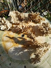 Antichi coralli naturali isole Fiji per acquario marino o per esposizione.