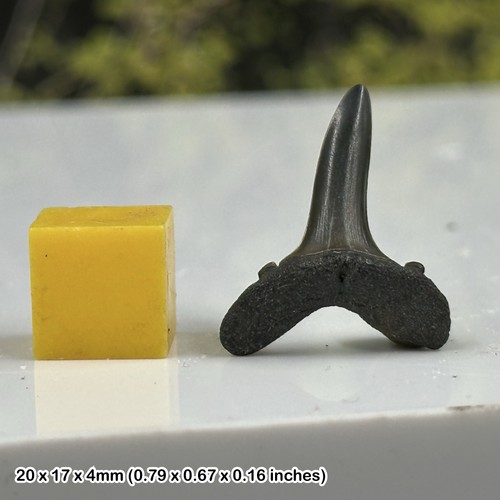 Fossil sand tiger shark tooth
