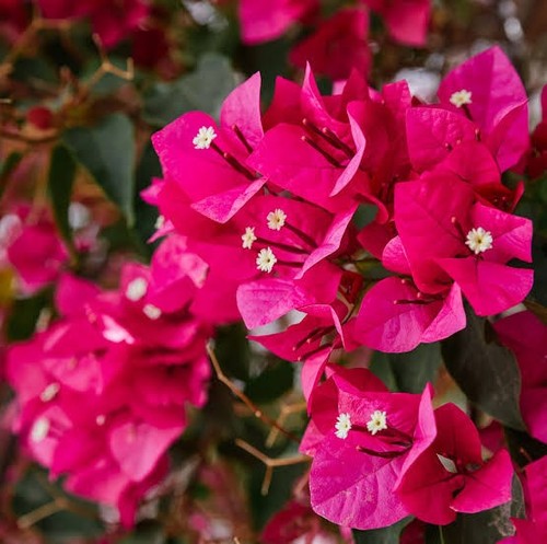 Bougainvillea talee cuttings - 3, talee/cuttings
