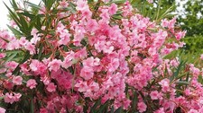Oleandro "Nerium oleander" 3