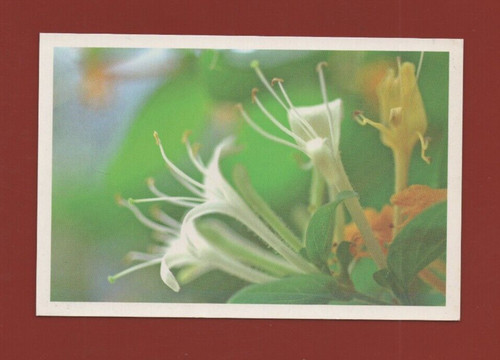 Caprifoglio - , (f3067)
