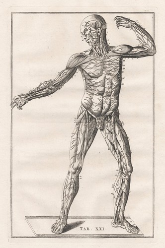 Scheletro umano muscoli - umano,