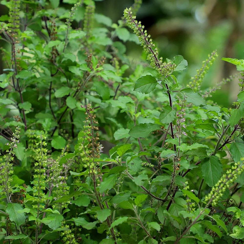 Tulsi 100 seeds ocimum - seeds,