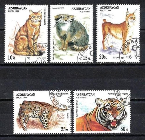 Animali felini azerbaigian - animali,
