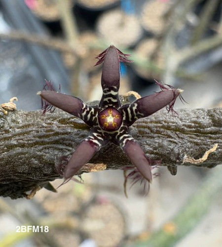 Rhytidocaulon macrolobum