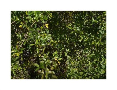 10x ligustrum volgare ligustro - ligustrum,