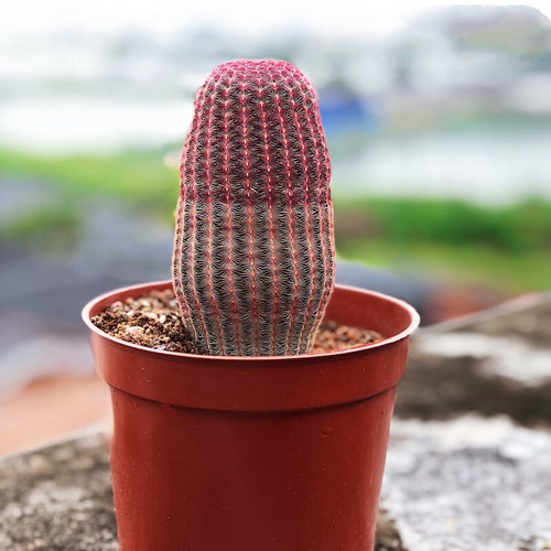 Piante cactus succulente - piante,
