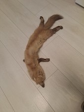 Stupenda Stola Vera Pelliccia di Ermellino Anni 50/60