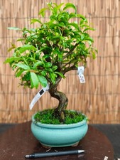 Bonsai di Melograno Neikan h