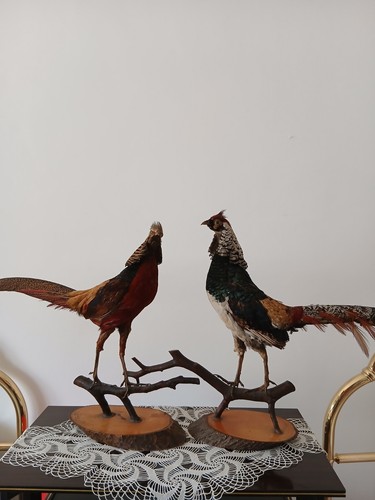 Uccelli imbalsamati - uccelli,