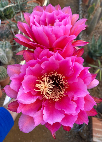 Cereus hybrid cactus - (12),