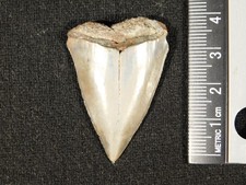 Ancestral Great WHITE SHARK