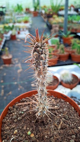 Euphorbia iharanae succulente