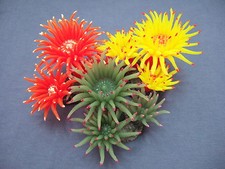 Resina Morbida Anemone Corallo