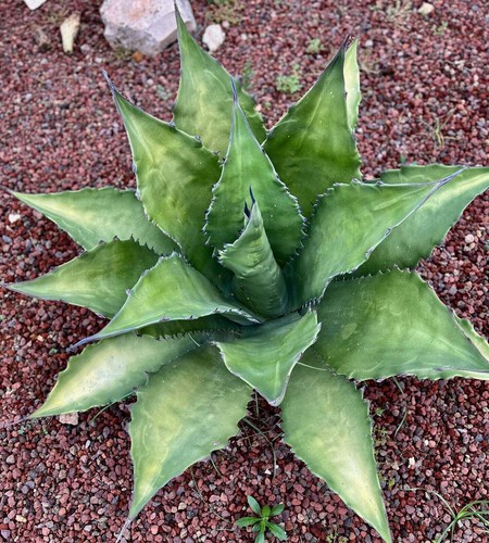 Agave ferox clone - olympia, (ex