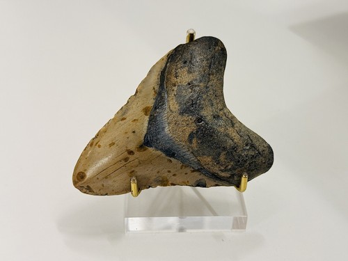 Dente megalodonte - dente, di