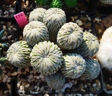 Rara pianta di cactus