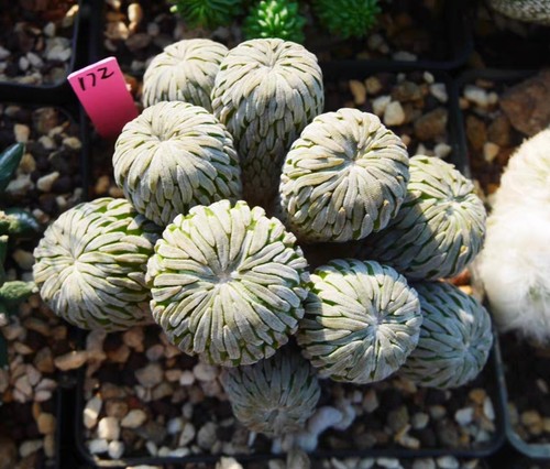 Rara pianta cactus - rara,