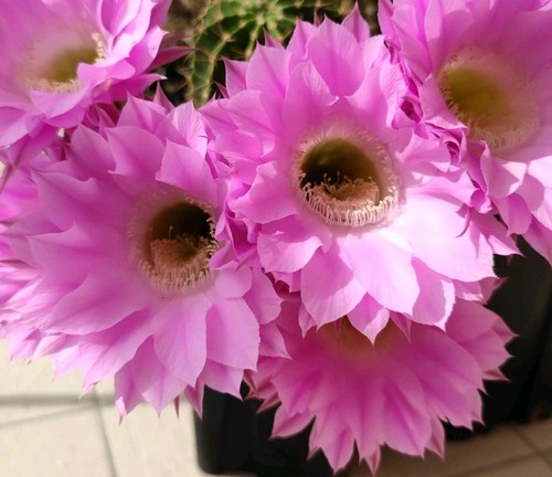 Cactus echinopsis schick - cactus,