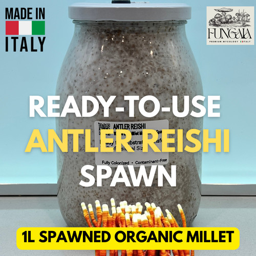 Micelio antler reishi - antler,