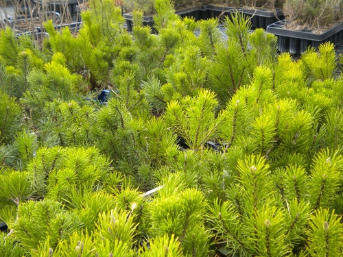 Pinus mugo var - ., pino
