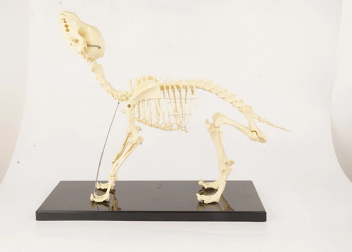 Anatomia veterinaria cane - , osso