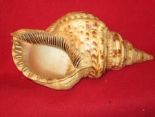 Grande tromba di Tritone