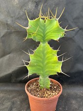 EUPHORBIA GRANDICORNIS  VIVAIO IL GIARDINO DI MAYA CACTUS PIANTE GRASSE 4339