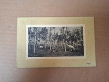 CARTOLINA PIEDIMONTE D'ALIFE