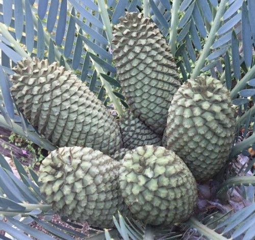 Encephalartos dyerianus - ,