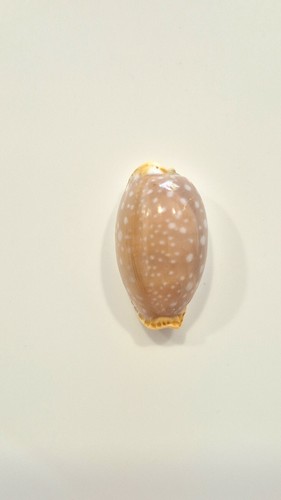Ciprea limacina stunning - limacina,