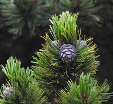Pinus cembra -  - Pino cembro