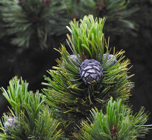 Pinus cembra pino cembro - pinus,