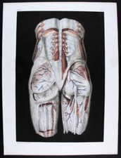 1866,ANATOMIA UMANA N.H. JACOB COLORE MANO XAC