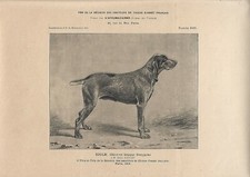 Stampa antica CANE di razza