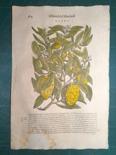 MATTIOLI MATTHIOLI Erbario a