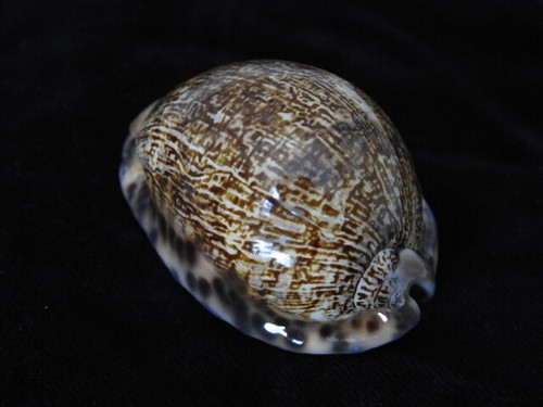 Sea shell cypraea mauritia - sea,