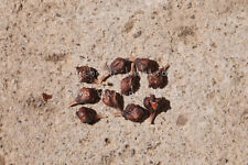 ALLUAUDIA PROCERA, 10 SEMI