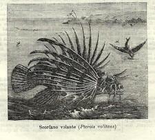 Stampa antica PESCE SCORPIONE SCORPENA VOLANTE Pterois 1881 Old antique print