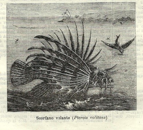 Stampa antica pesce scorpione - stampa,