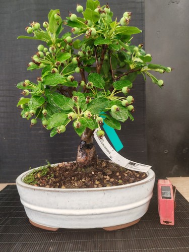 Bonsai melo h 44 cm - melo,