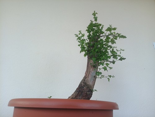 Bonsai crataegus monogyna - bonsai,
