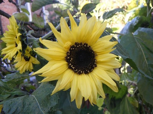 Girasole moonwalker - girasole,