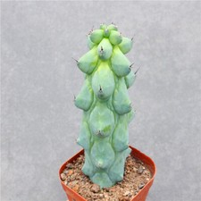 10 cm 1 pezzo Cactis